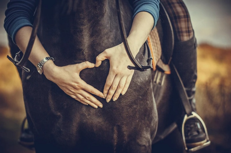 Horse Boarding Special Services