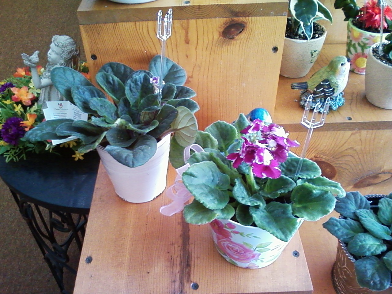 Live Plants