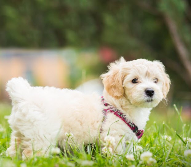 Pet Insurance