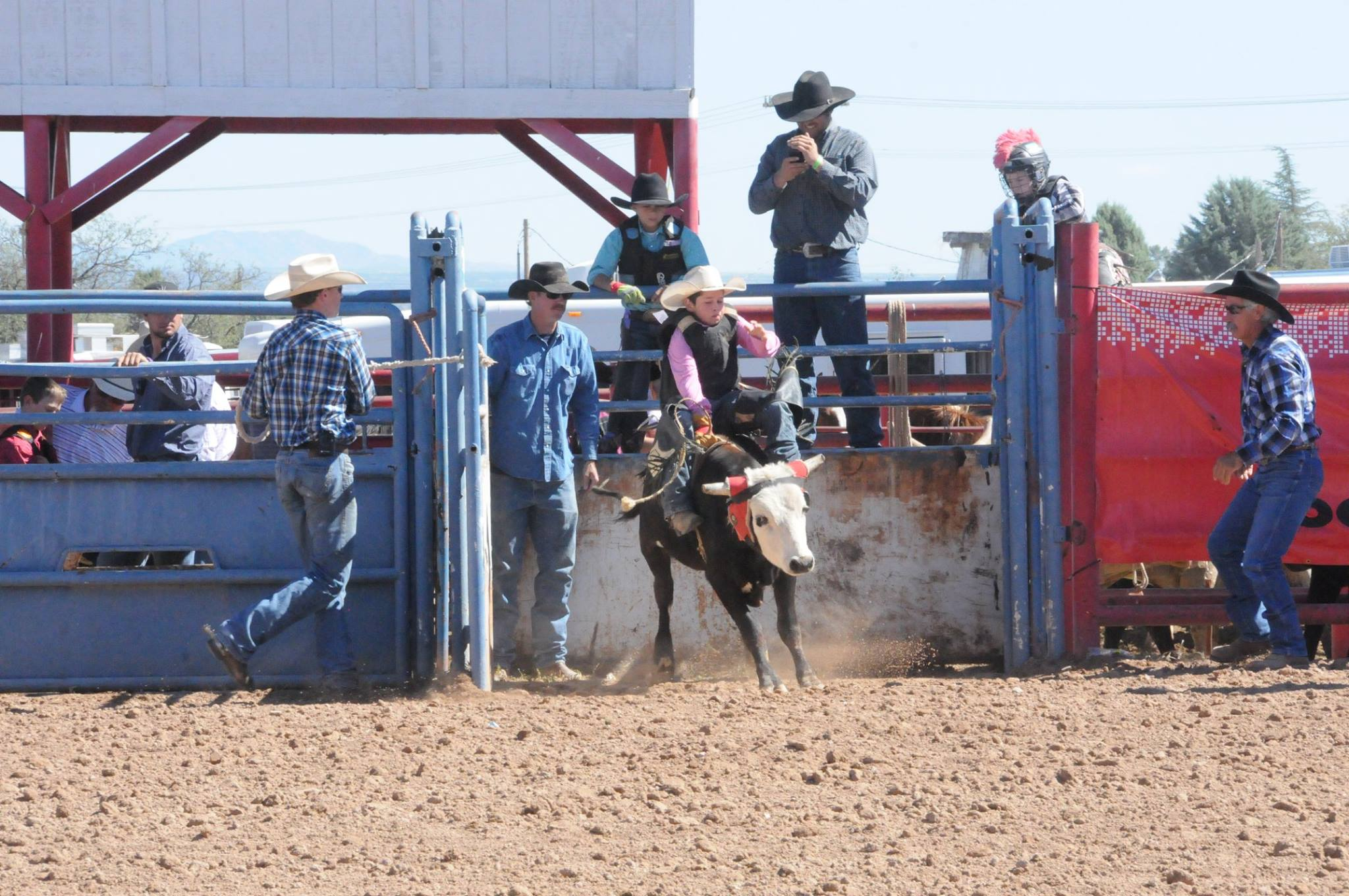 Calf and Steer Riding