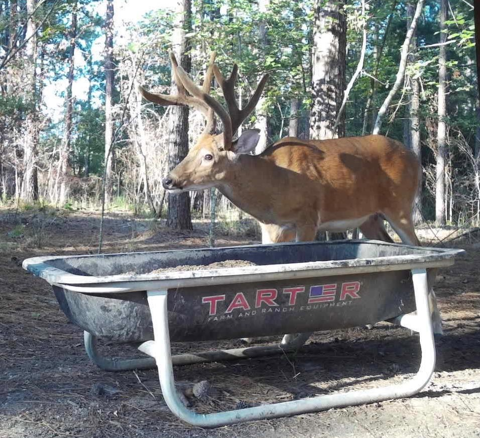 Wildlife Management