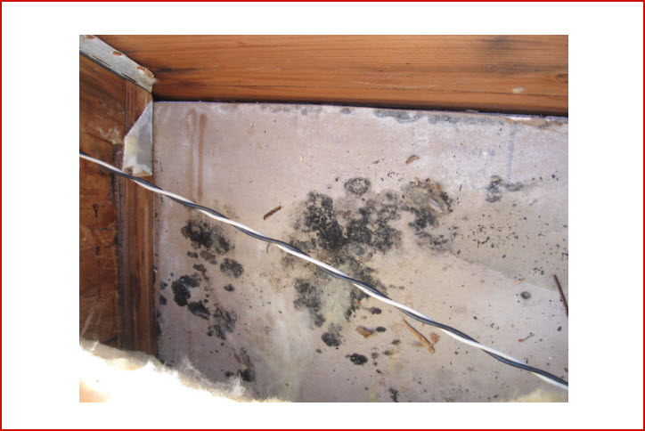 Mold Removal