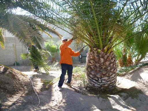 BOTANICAL SUPPORT