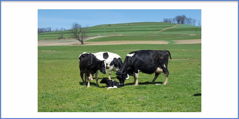Animal Operations