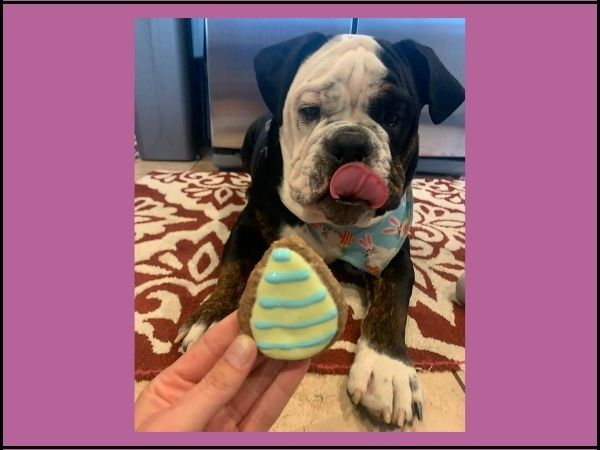 Allergen Friendly Dog Treats (Biscuits)