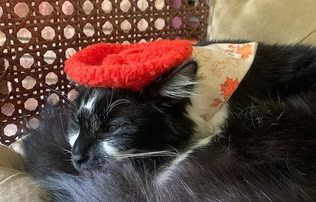 Pet Accessories