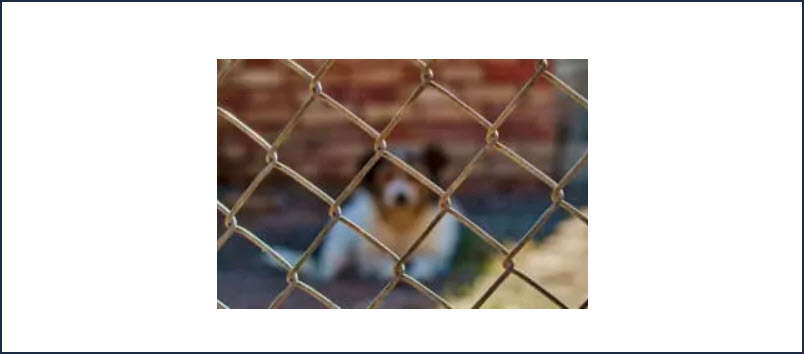 Dog Bite Lawyer