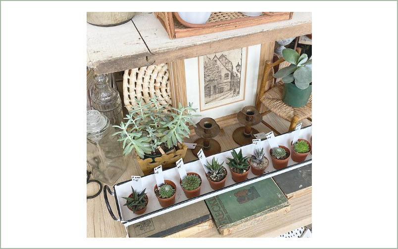 Plants