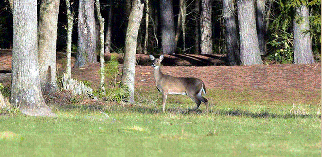 Hunting Land