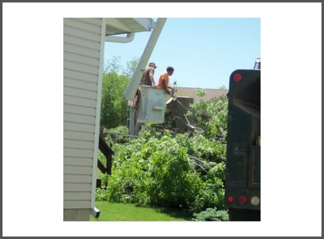 Tree Services