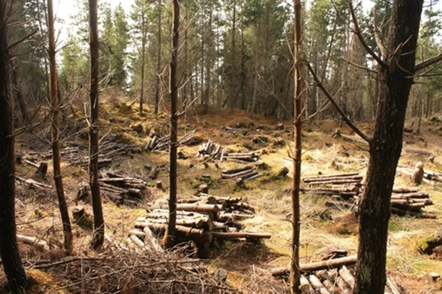 Timber Consulting & Log Buying