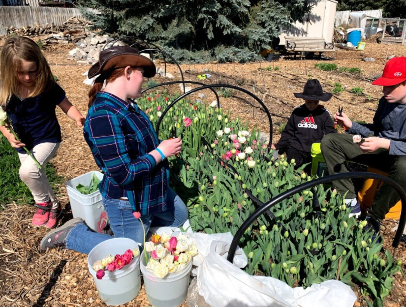 Flower farm
