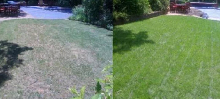 Organic Lawn Fertilization
