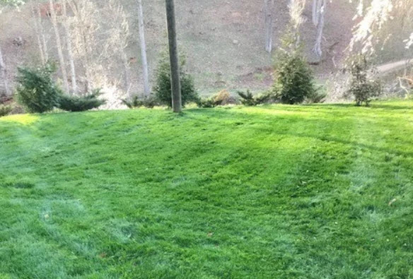 Organic Lawn Care