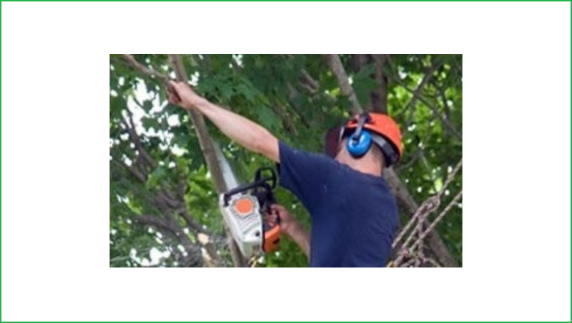 Tree Trimming