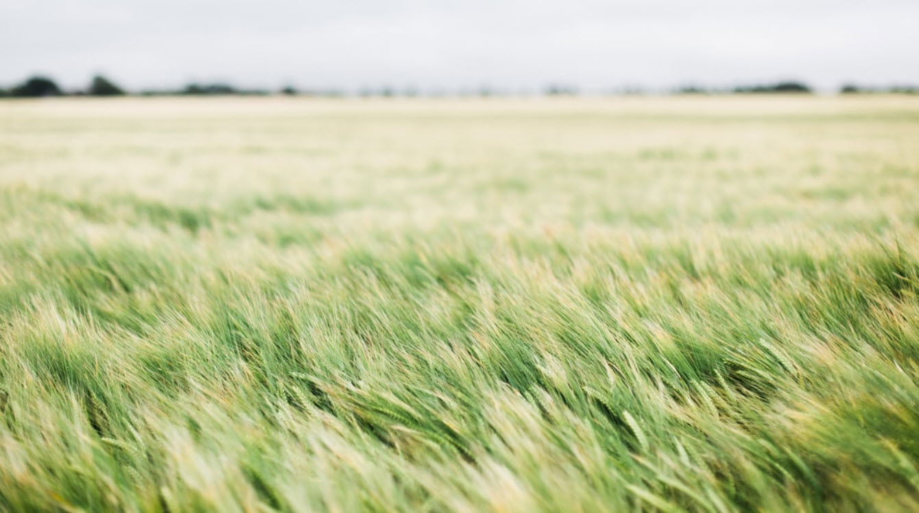  Grief & Bereavement Counseling 