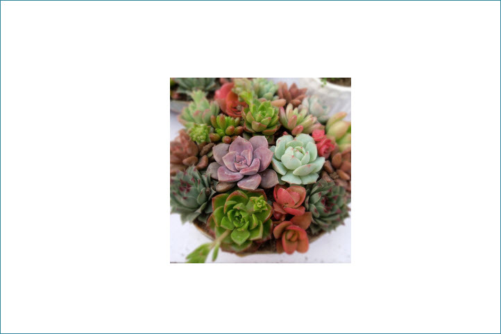 Plants