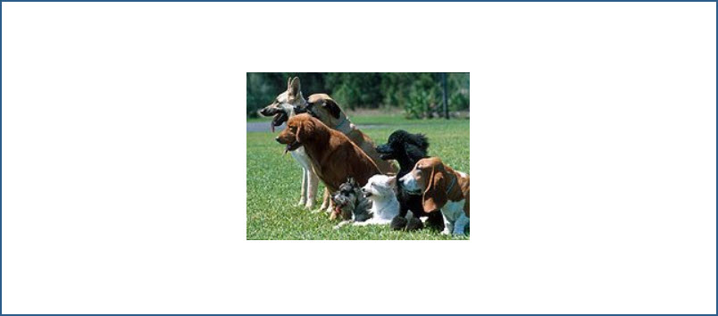 S.C.R.A.P.S. (Animal Control)