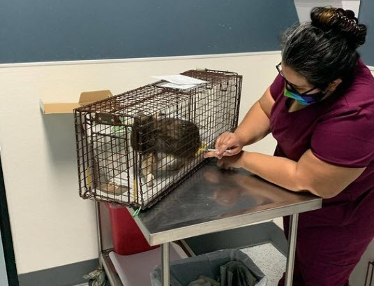 Community Cat Clinic