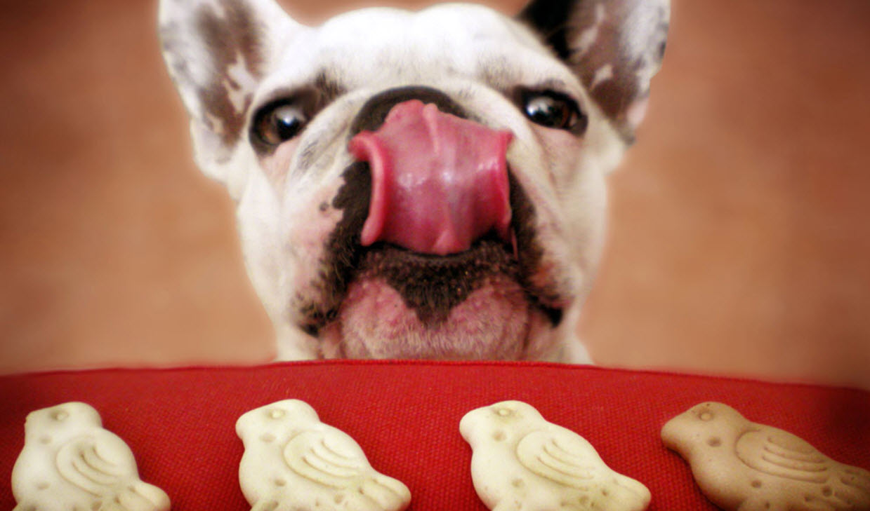 Pamper Your Pooch
