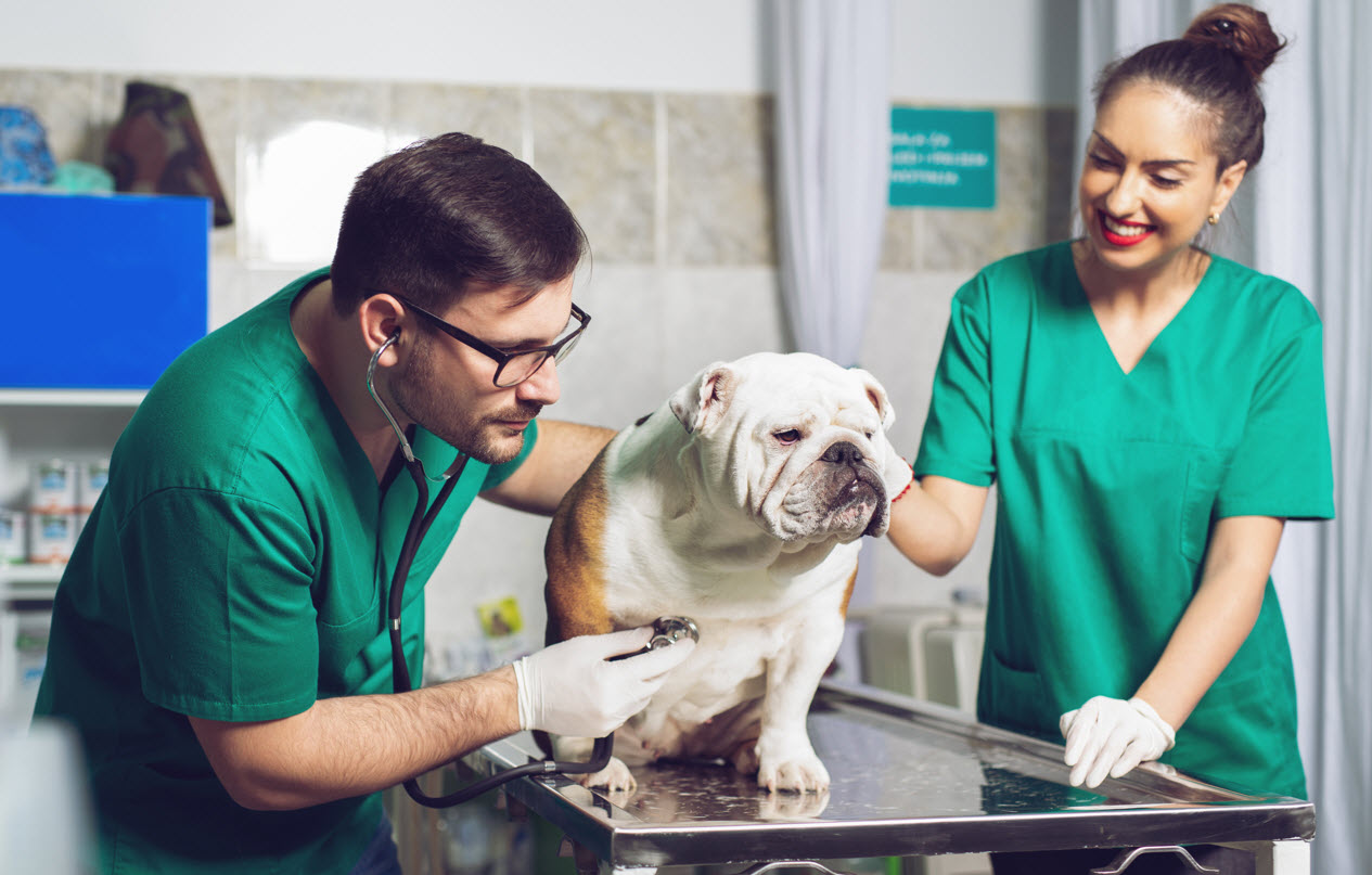 The Vet Clinic