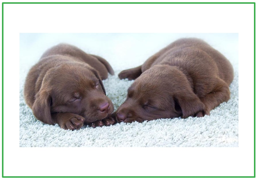 Pet Urine and Odor Removal