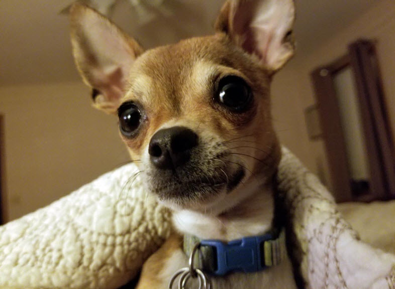 Providing Large and Small Animal Services