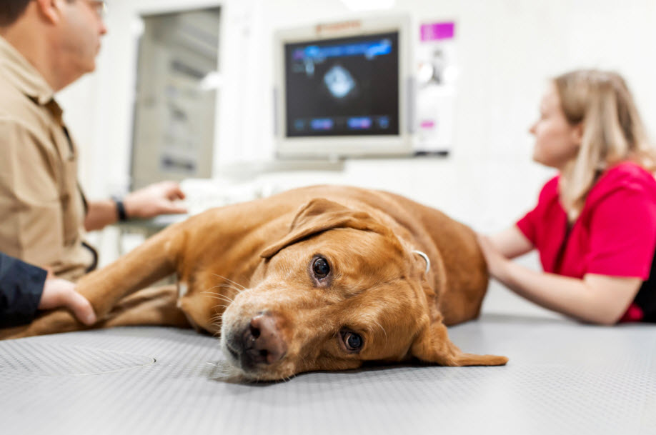 X-Ray And Ultrasound Capabilities