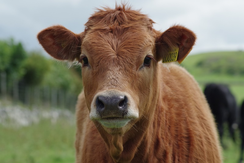 Livestock Haul-In Facilities