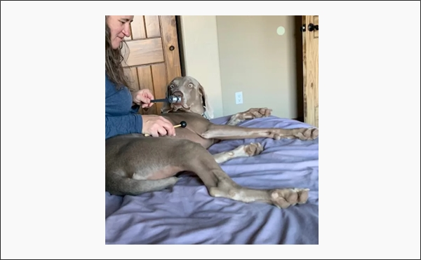 Sound Healing For Animals