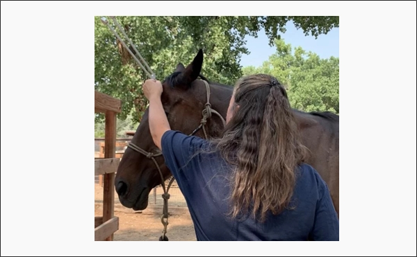 Reiki For Animals