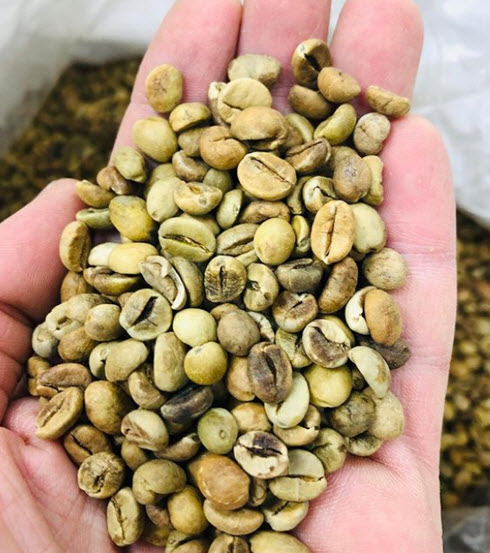 Robusta Coffee