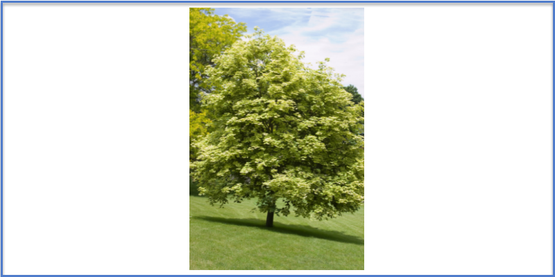 Trees