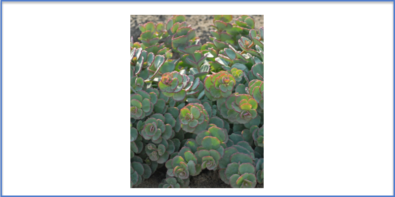 Perennials