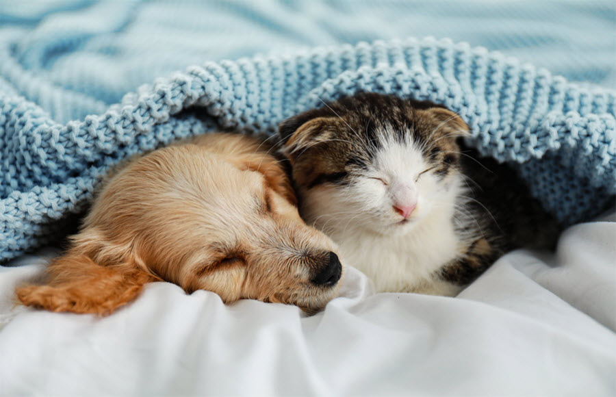 Pet Policy