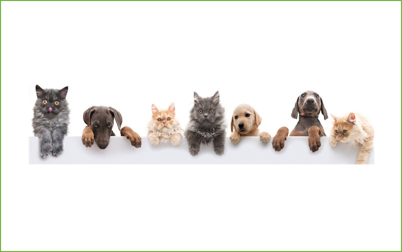 Pets