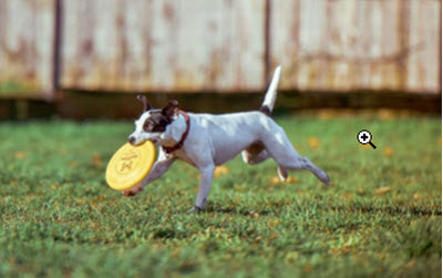 Support Dog Recreation
