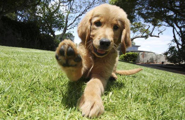 Funds for Animal Welfare