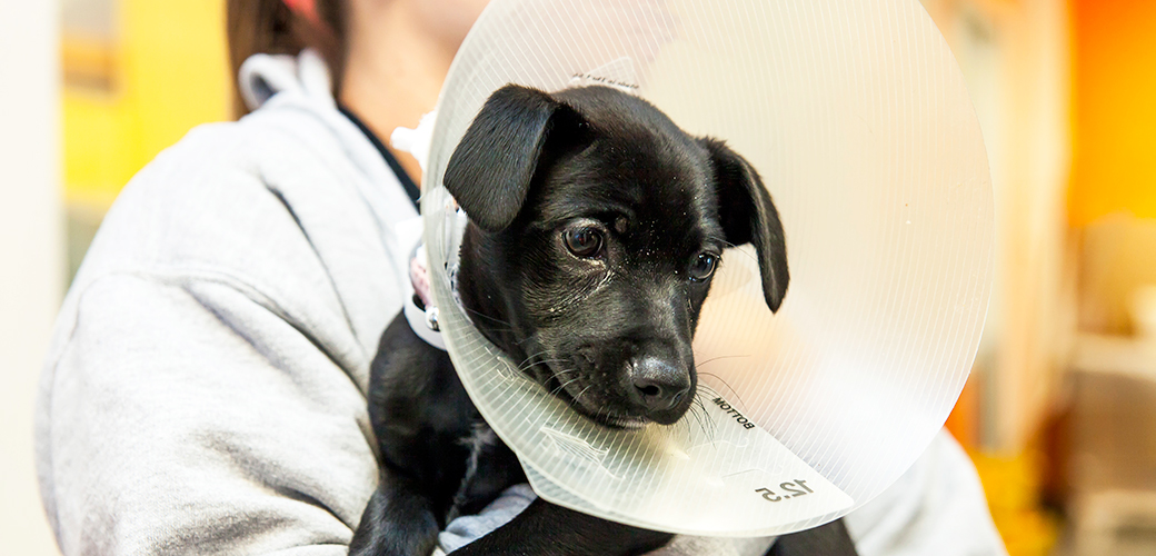 Neutering