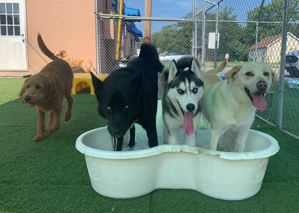  Nightly Dog Boarding