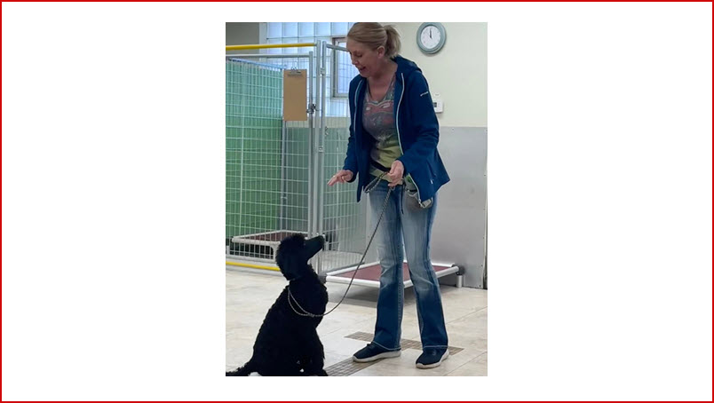  Dog Training