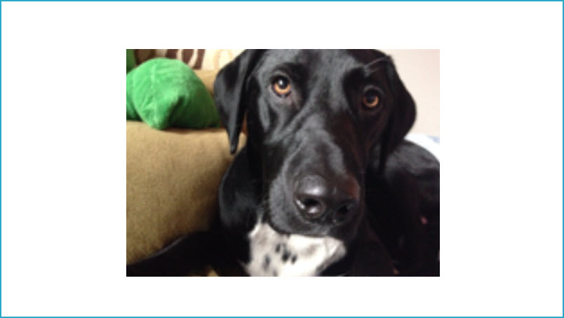  Animal Communication & Lost Pet Services