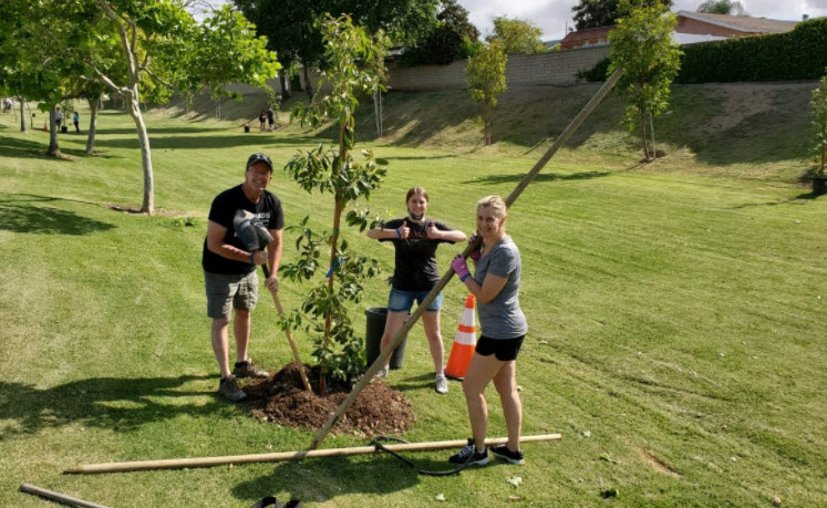Tree Planting