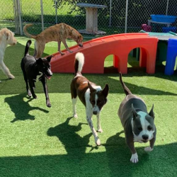 Daycare Service