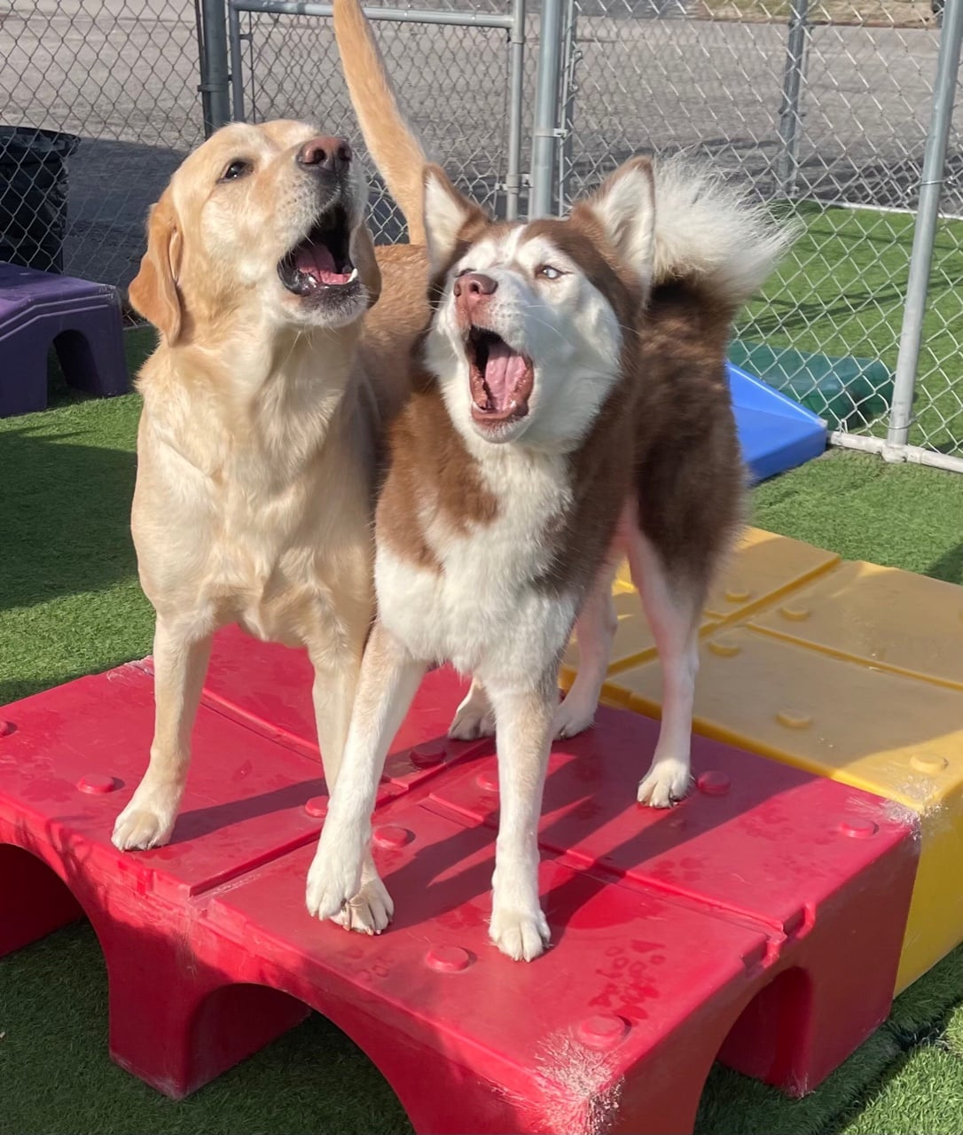 Overnight Dog Boarding