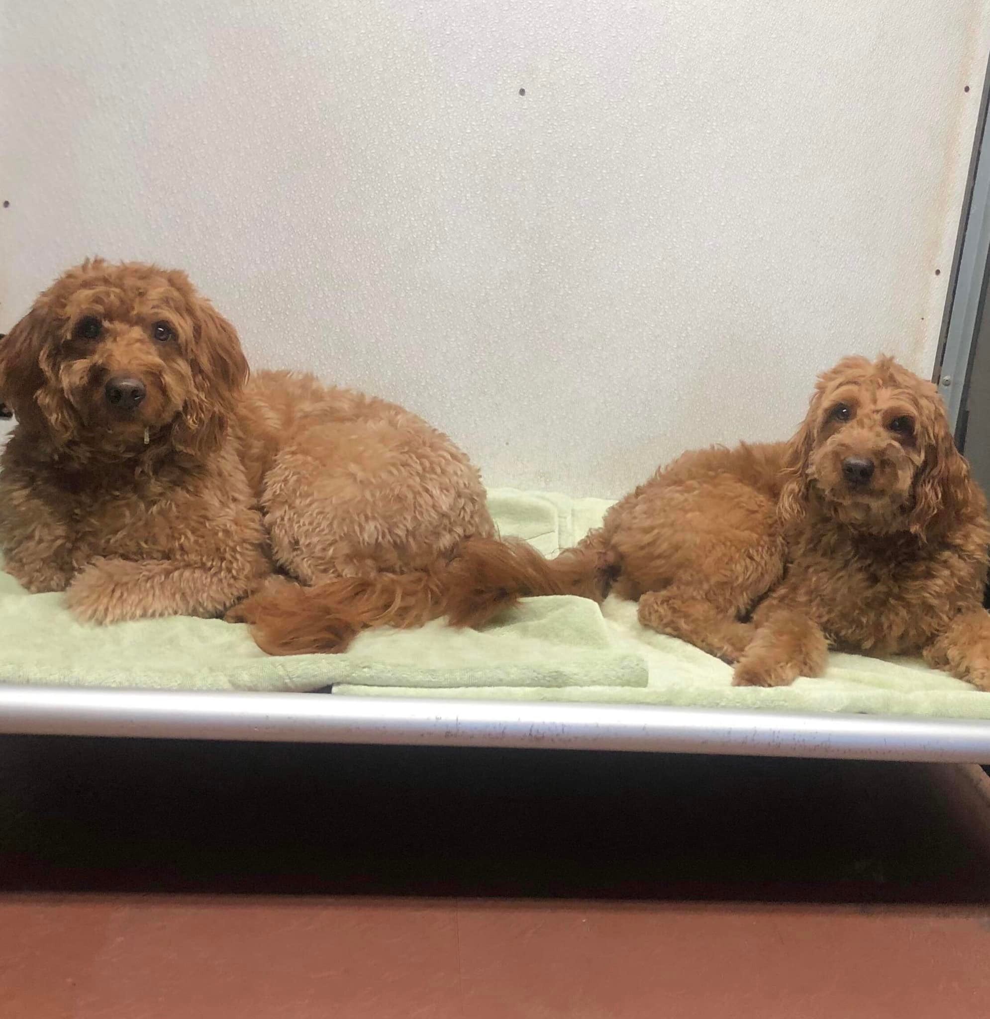 Overnight Dog Boarding