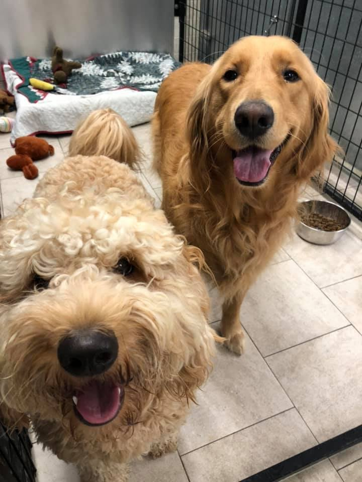 Overnight Dog Boarding