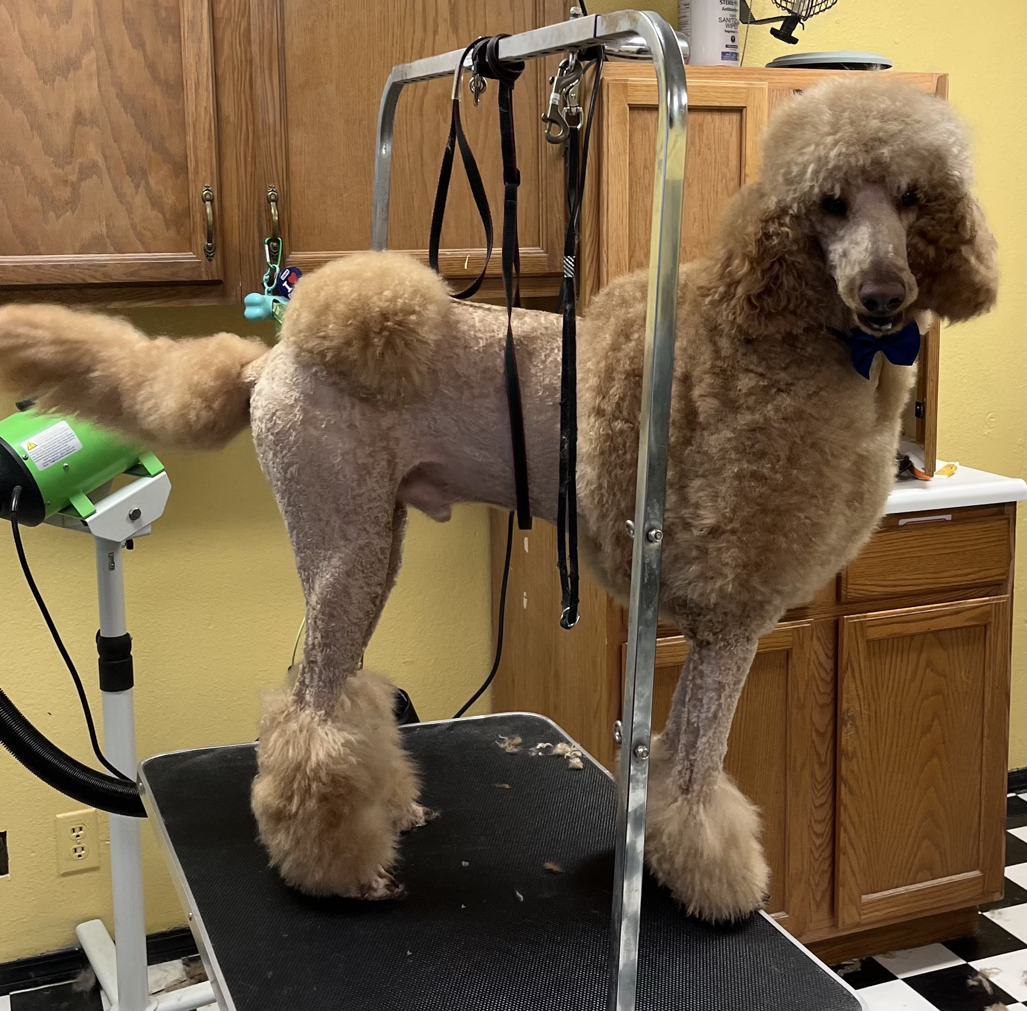 Dog Grooming