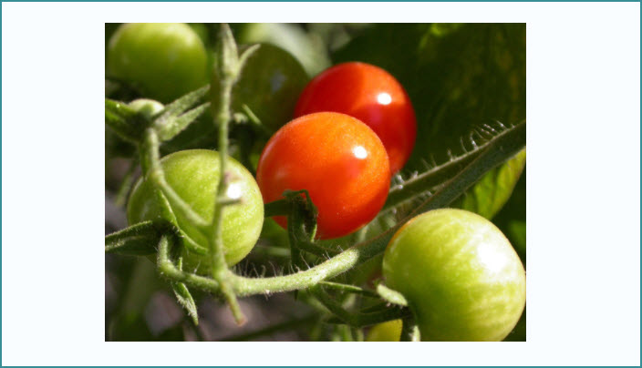  Community Garden Project