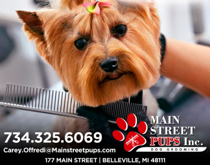 Dog Grooming